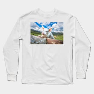 Cute White Pig Looking Over Wall Long Sleeve T-Shirt